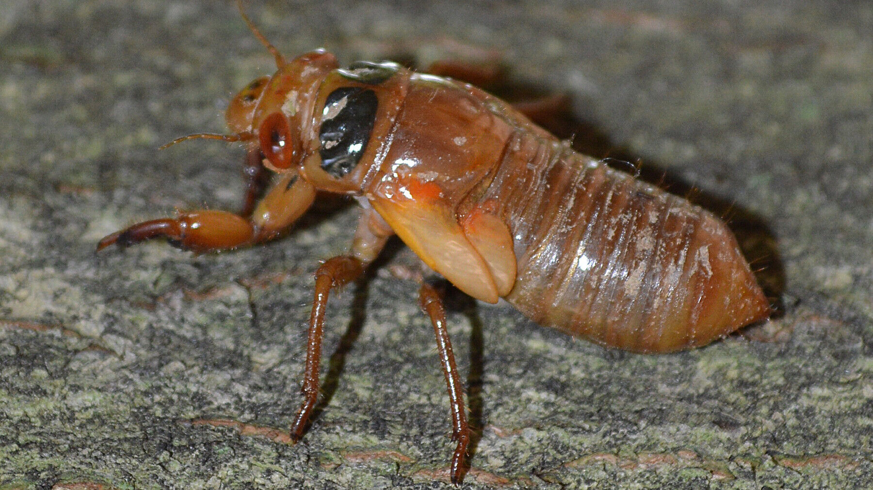 Brood X is almost here. Billions of cicadas to emerge in eastern US